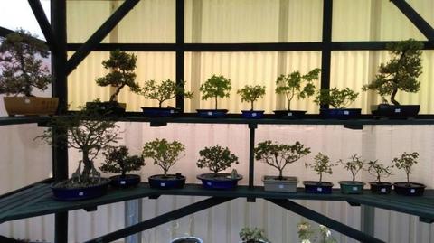 Bonsai for sale in Thirroul various sizes and types $25.00-$100