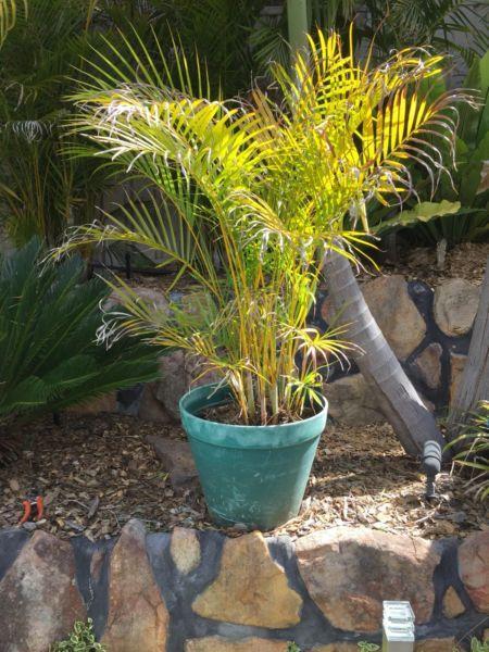Golden cane palm