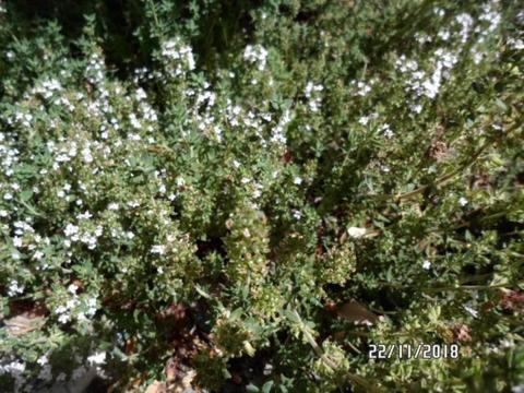 THYME PLANTS CONTAINS ANTISEPTIC & VERY HEALTHY 4 UR COOKING