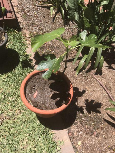 Black Genoa Fig Plants- MUST GO! CHEAP! BEST QUALITY AND TASTE