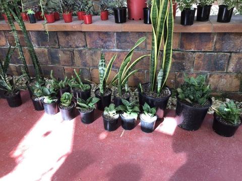 Sansevieria varieties (MIL's Tongue) from $5 to $30each