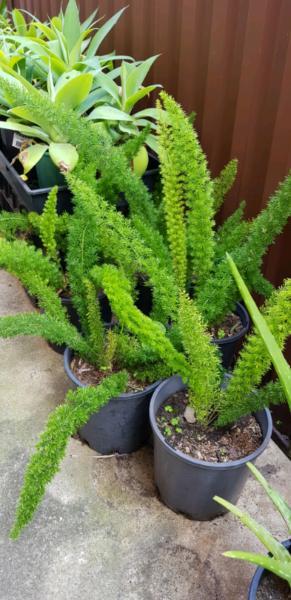 Potted fox tail plants from $20
