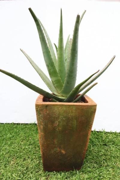 Aloe Vera plant & pot
