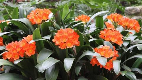 BELGIAN CLIVIAS $15 EACH MANY AVAILABLE
