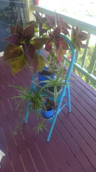 Plants and Stand $25.00