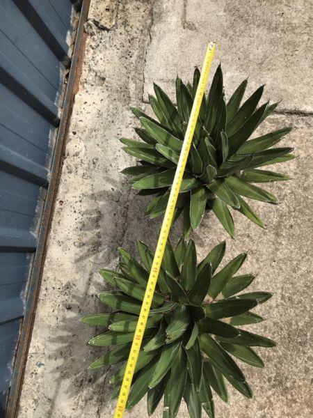 Large Agaves $100 each, 35cms across