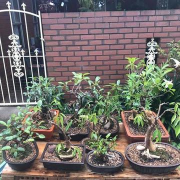 *Urgent Sale* - 9 Various sized bonsai trees. All prices negotiable