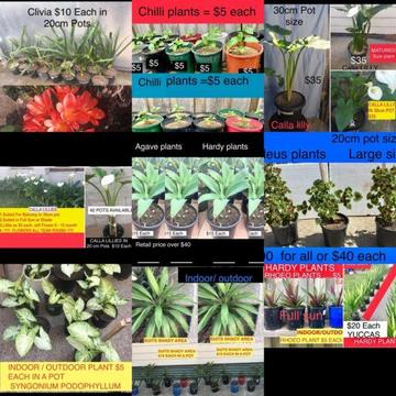 Plants at cheap prices, Pick Up at CARLTON Sydney ******6635