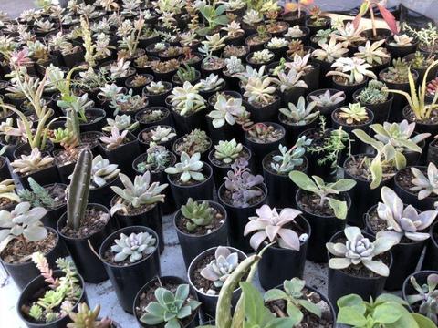 HUGE COLLECTION OF PLANTS