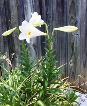 White Christmas Lily Plant x 2