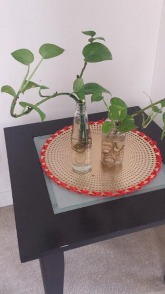 Easy care Devil's Ivy/ Pothos indoor plant growing in water