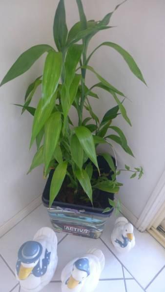 Type of Cane Plant for Sale