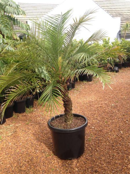 Advanced Dwarf date palm 1.6 meters high