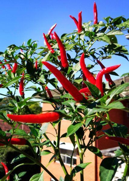 AUTHENTIC SICHUAN CHINESE RED CHILLI PEPPER PLANTS ** VERY HOT **