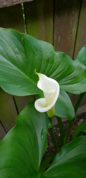 Cella Lily Plant