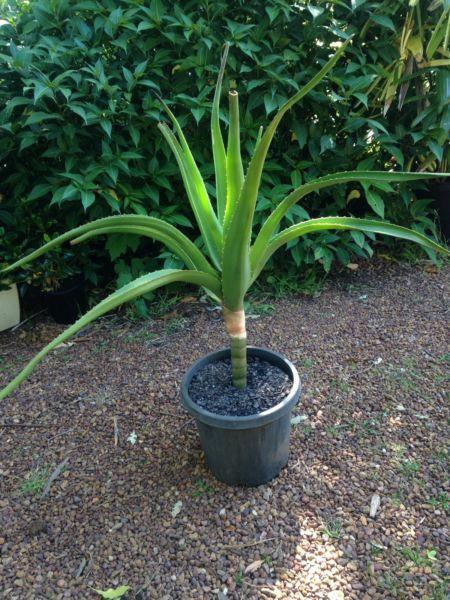 Tree Aloe 1meter high , aloe bainesii indoor or patio plant