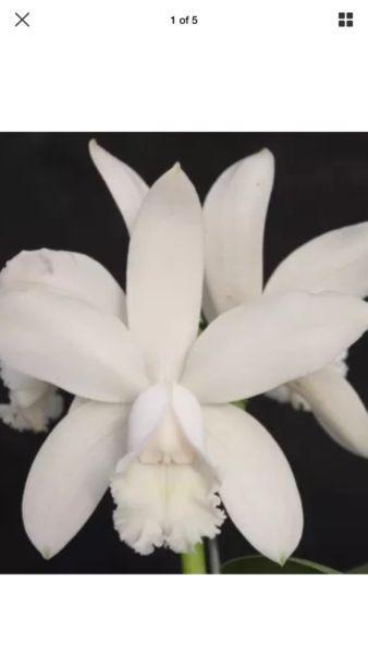 Cattalya Intermedia Alba orchids