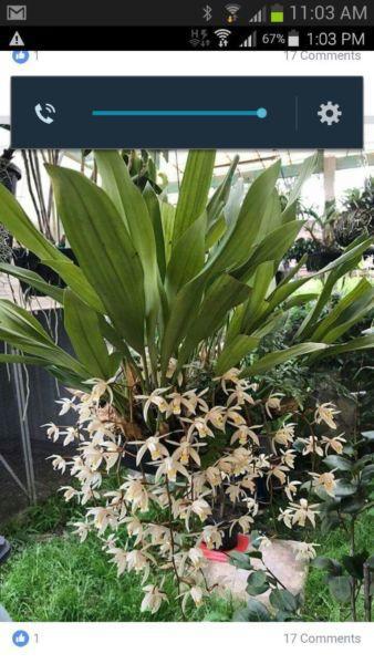 Coelogyne Flaccida ' Ivory ' orchids
