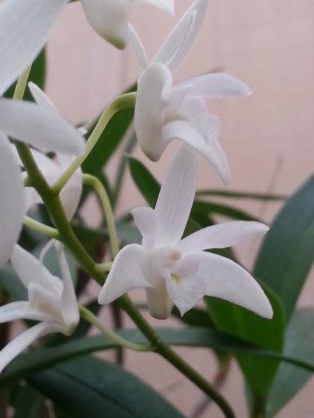 Dendrobium Dend x Delicatum orchids