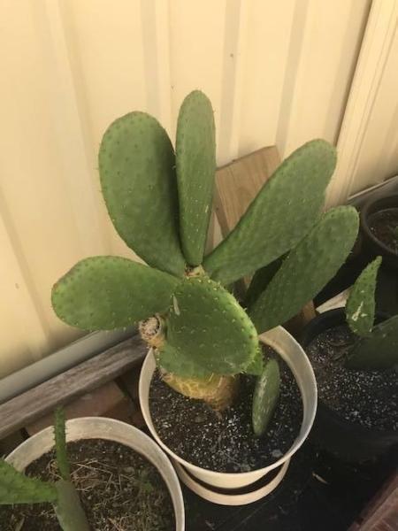 Cactus Plant Prickly Pear