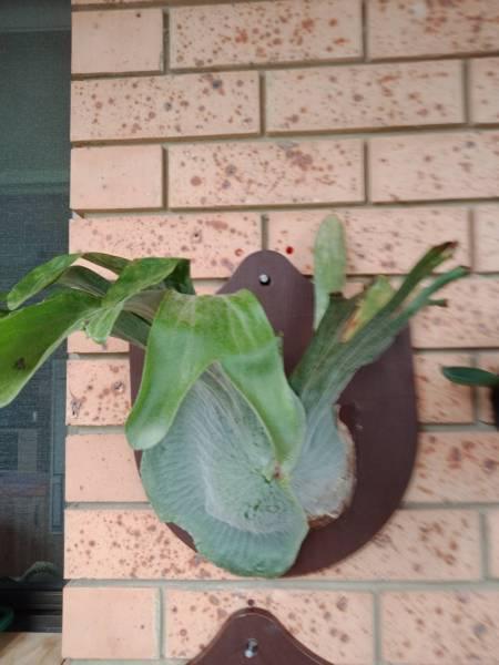 Staghorn fern