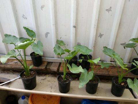 Alocasia wentii plant