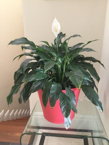 Indoor plant red Potted lily healthy in flower