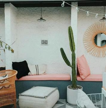 Cactus plants indoor outdoor