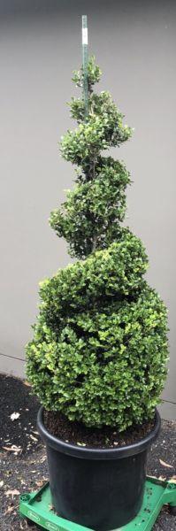 Buxus spiral topiary, beautiful sculptured plant