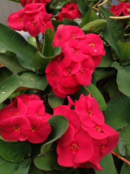 Euphorbia millii Crown of Thorns double red flowers