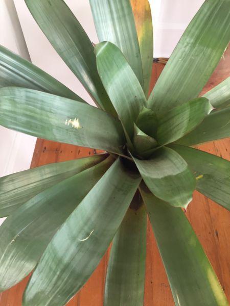 Large Bromeliad Plant in a Pot