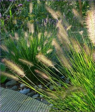 Native Fountain Grass (pennisetum alopecuroides x10 plants