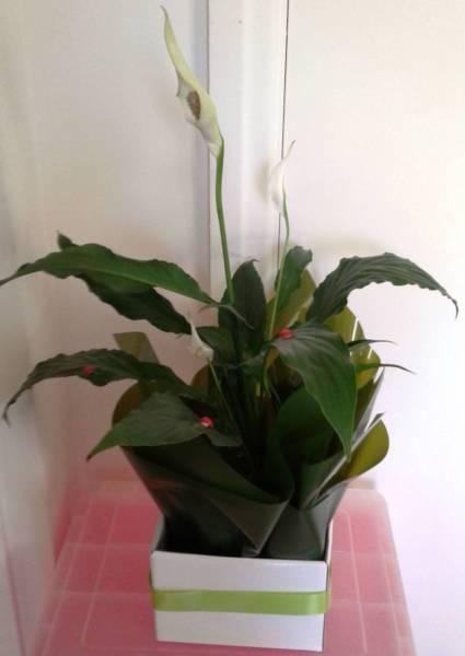 Succulents Plants Hardy Money Plants - Jade - Peace Lily