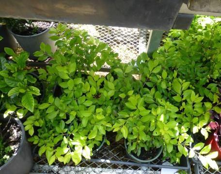 Plants Golden Duranta $4-00ea