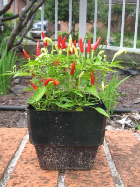 hot and mild chilli plants, good for cooking and garnishing