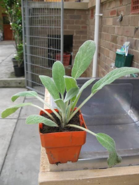 Sage herb plants