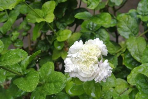 Lion head multi layered jasmine flower, potted plant, fragrant