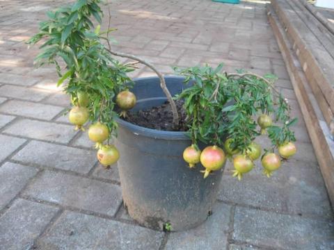 Miniature pomegranate plant, gives sweet fruit