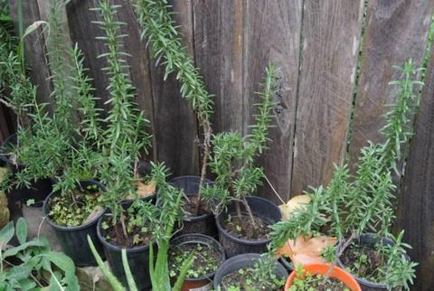 Rosemary herb plant, potted plant, organic