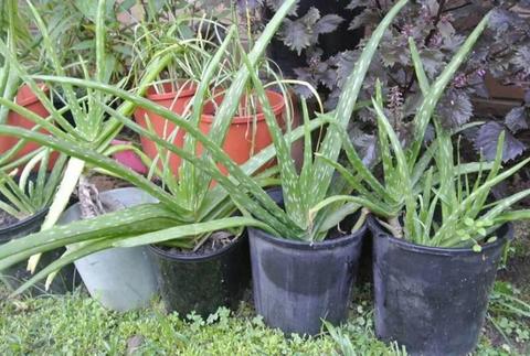 Aloe vera plant, potted plant, organic, medicinal