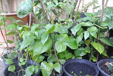 Piper sarmanentosum / daun gaduk, potted plant, organic