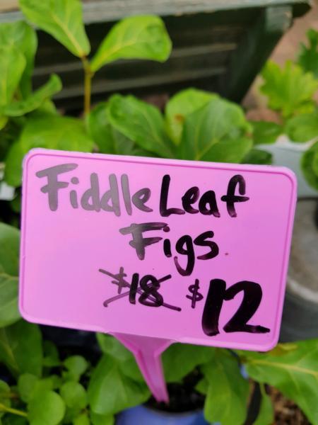 fiddleleaf figs