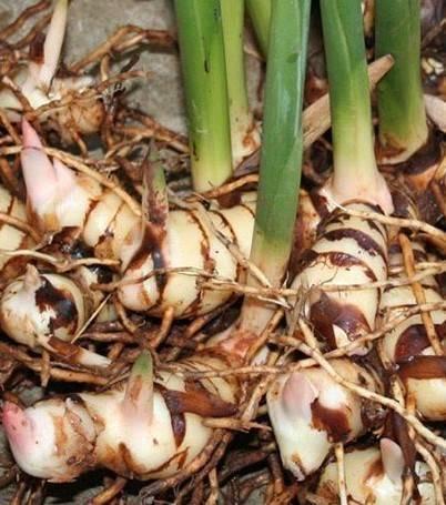 Galangal plant (cay riềng) in pot