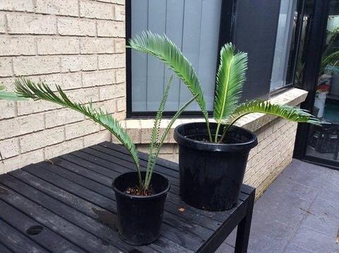 Plants cycads/ dracaena