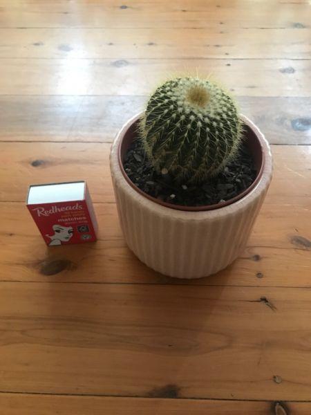 Cactus in Pink ceramic Pot