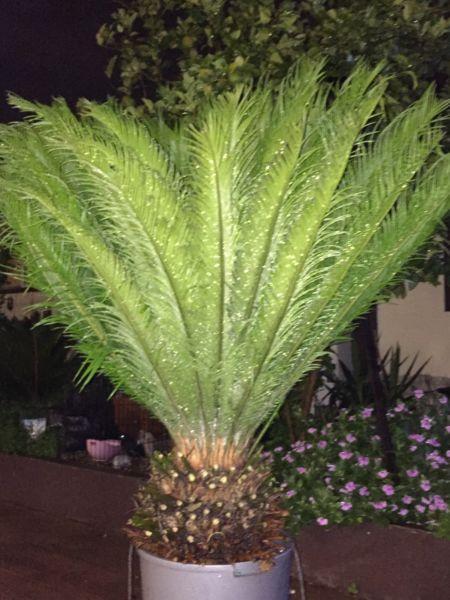 Palm tree(sago Japanese)