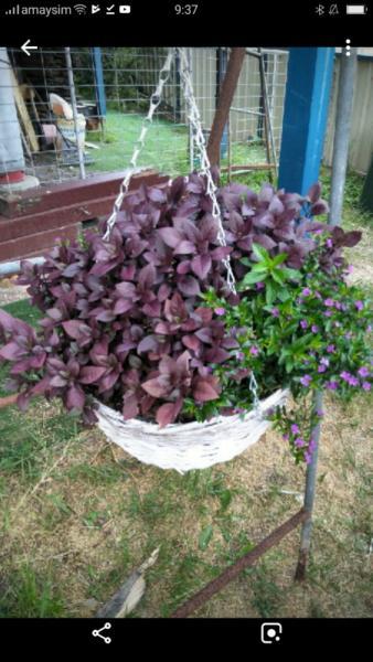 Hanging Basket Purple Themed Plants