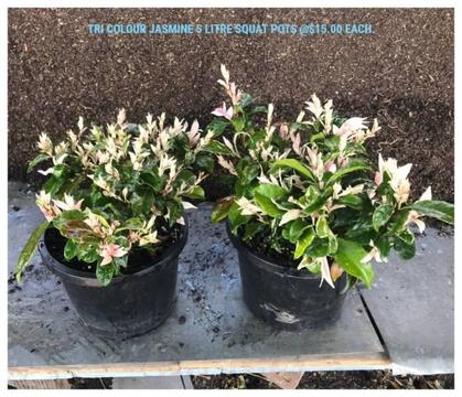 Tricolour jasmine 200mm pots