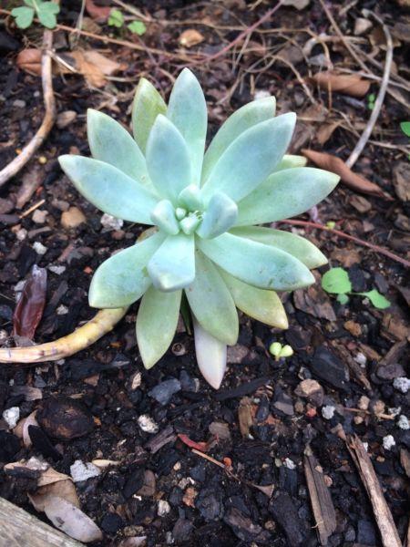 succulant for sale