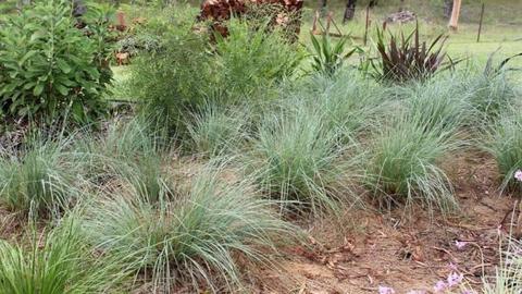 Blue Poa (Poa poiformis) native clumping grass hardy x10 plants